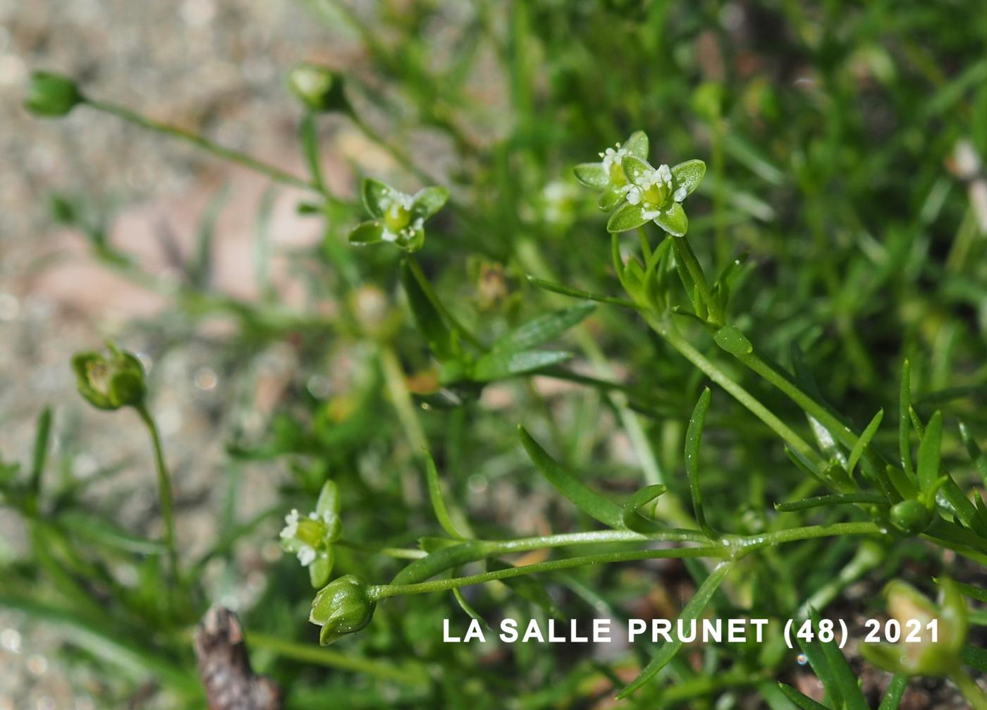 Pearlwort, Procumbent flower